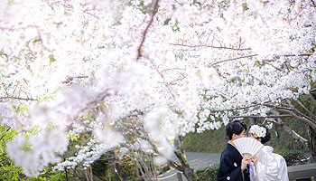 浜松 フォトウエディング シアスタイル 桜の結婚写真は公園での撮影もおすすめ