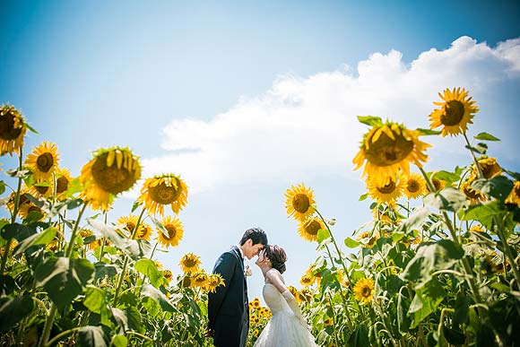 浜松 ウエディングフォト シアスタイル ひまわり畑で季節感のある結婚写真