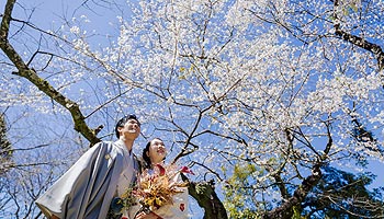 桜でおしゃれなウエディングフォト撮影