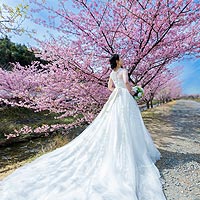 結婚式の前撮り写真を桜ロケーションで撮影