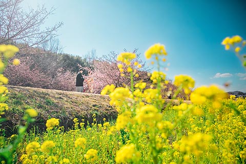 結婚式ロケーションフォト桜で前撮り撮影02