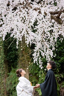 結婚式ロケーションフォト桜で前撮り撮影07