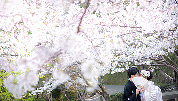 桜フォト和装前撮り　浜松の写真館「シアスタイル」人気ポーズ
