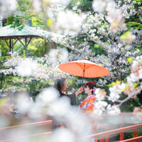 浜松 フォトウエディング シアスタイル 桜フォト和装前撮り ロケフォト人気ポーズ