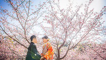 浜松 フォトウエディング シアスタイル 色打掛・紋付袴で桜フォトウエディング