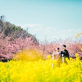 桜フォトウエディング写真No.001