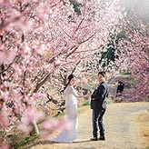 桜フォトウエディング写真No.003