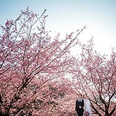 桜フォトウエディング写真No.004