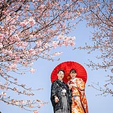 桜フォトウエディング写真No.005