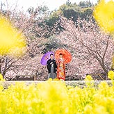 桜フォトウエディング写真No.006