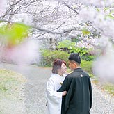 桜フォトウエディング写真No.010