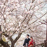 桜フォトウエディング写真No.017