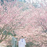 桜フォトウエディング写真No.032