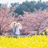 桜フォトウエディング写真No.035