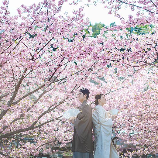 浜松のロケフォト東大山河津桜ギャラリー01