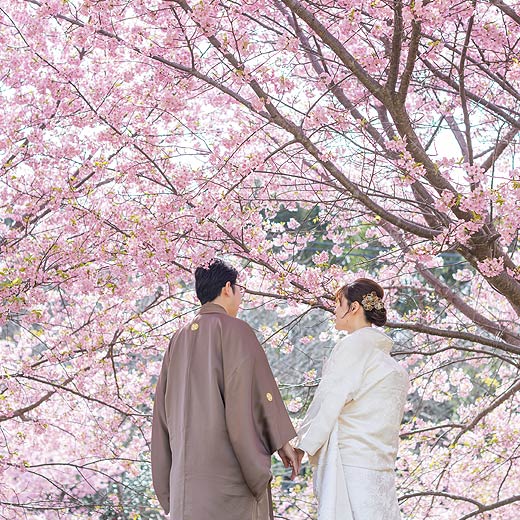 浜松のロケフォト東大山河津桜ギャラリー03