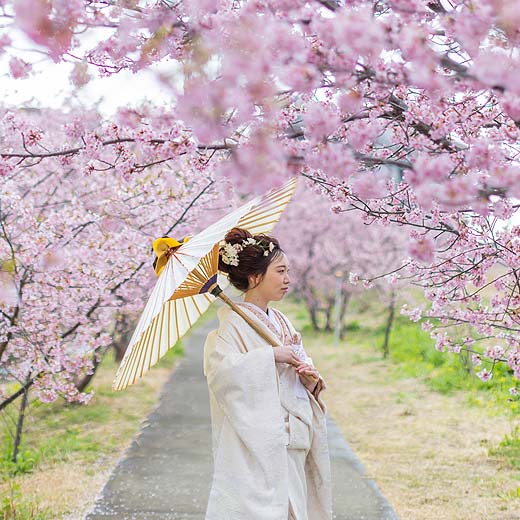 静岡フォトウエディング桜ロケーションギャラリー06